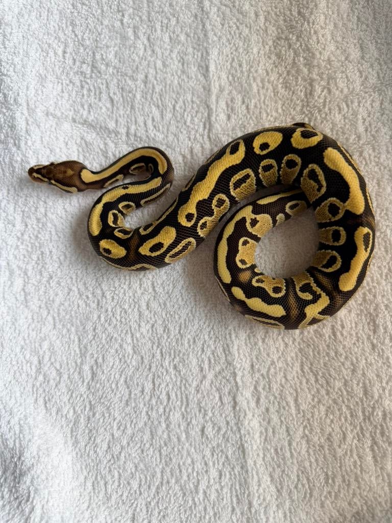 Python regius - pastel 100 % het albino - 1.0 Ball Python - male for sale from Nettie