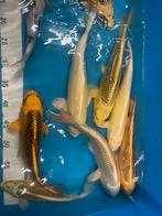 Zeer mooie japanse koi van 25-35 cm, Karper of Koi