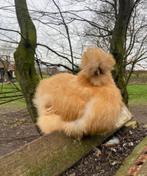 Usa zijdehoender broedeieren te koop, Dieren en Toebehoren, Pluimvee, Geslacht onbekend, Kip