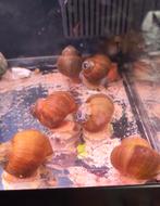 Malawi Slak ( lanistes Nyassanus ), Overige typen