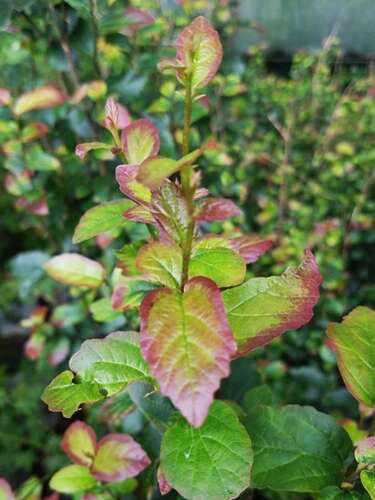 Mooie zuilvorige parrotia persian spire perzisch ijzerhout, Ophalen, Bloeit niet, Halfschaduw, Overige soorten