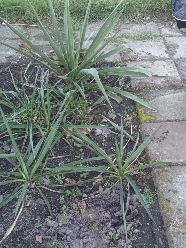 Yucca zie foto, Ophalen of Verzenden, Overige soorten, Volle zon