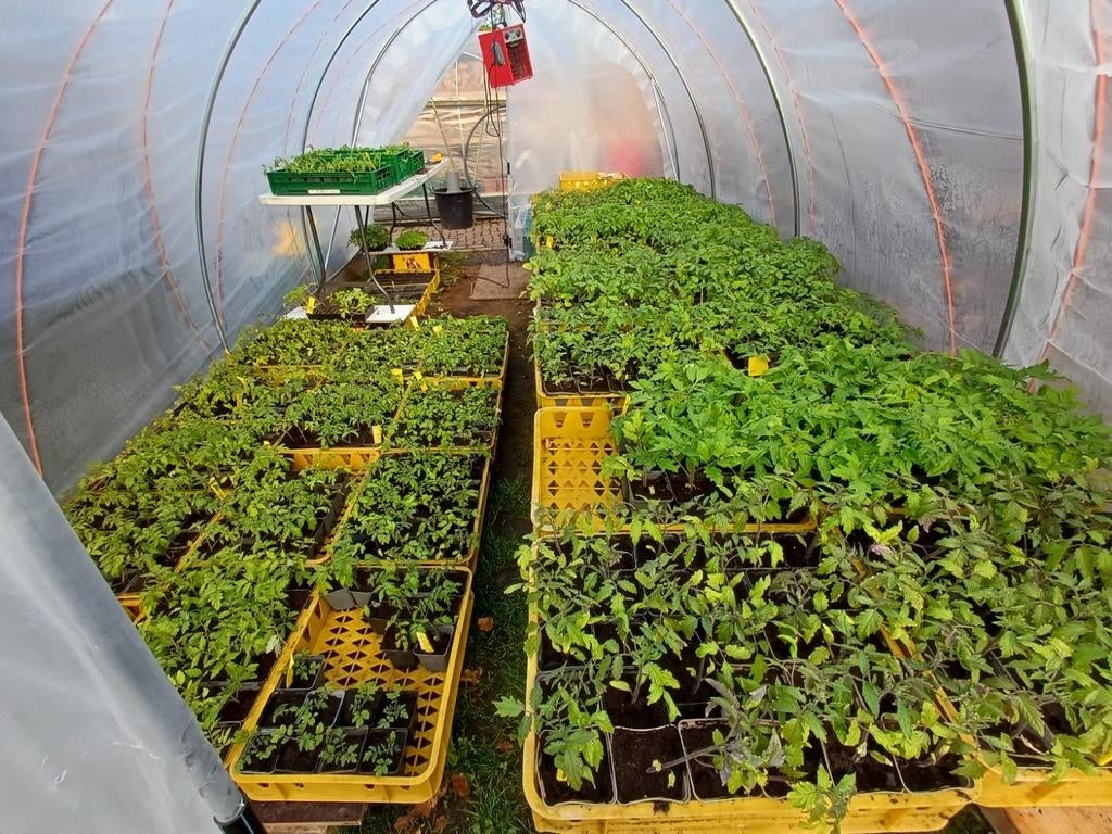 Tomaten plantjes tomaat, Ophalen, Eenjarig, Groenteplanten, Volle zon