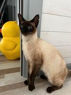 MJM Dogs Foundation: Moka, Poes, Kortharig, 0 tot 2 jaar