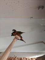 Koppel bruinborst rietvinken, Meerdere dieren