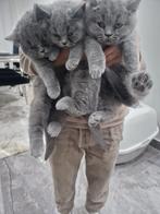 Britse kort haar grijs kitten, Dieren en Toebehoren, Katten en Kittens | Overige Katten, Kater, Kortharig, 0 tot 2 jaar