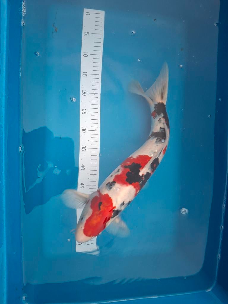 Koi Taisho Sanke 50 cm., Dieren en Toebehoren, Karper of Koi
