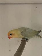 Laatste 7 stuks fischerie’s, Meerdere dieren, Dwergpapegaai of Agapornis