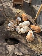 Prachtige jonge konijntjes, Dieren en Toebehoren, Meerdere dieren, Dwerg, Hangoor, 0 tot 2 jaar