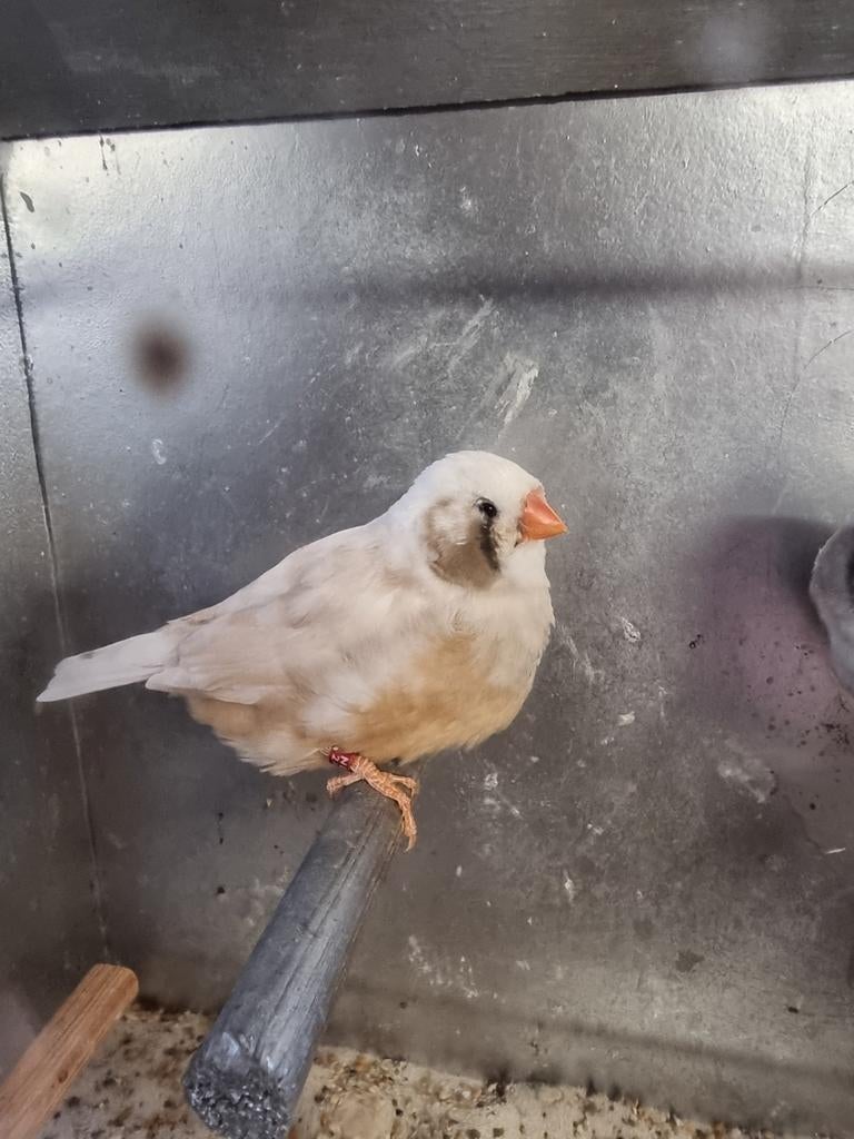 Te koop 2 poppen zebravinken wang split charcoal, Dieren en Toebehoren, Vogels | Overige Vogels, Vrouwelijk