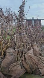 meerstammige magnolia op voorraad, Ophalen, Lente, Volle zon, Overige soorten