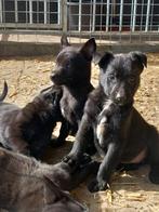 Knpv mechelse herder pup teef zwart, Dieren en Toebehoren, Honden | Herdershonden en Veedrijvers, Parvo, 8 tot 15 weken, Meerdere