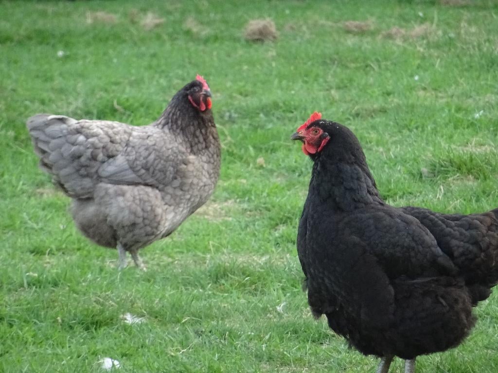 Broedeieren Jersey Giant kippen, Dieren en Toebehoren, Pluimvee, Geslacht onbekend, Kip