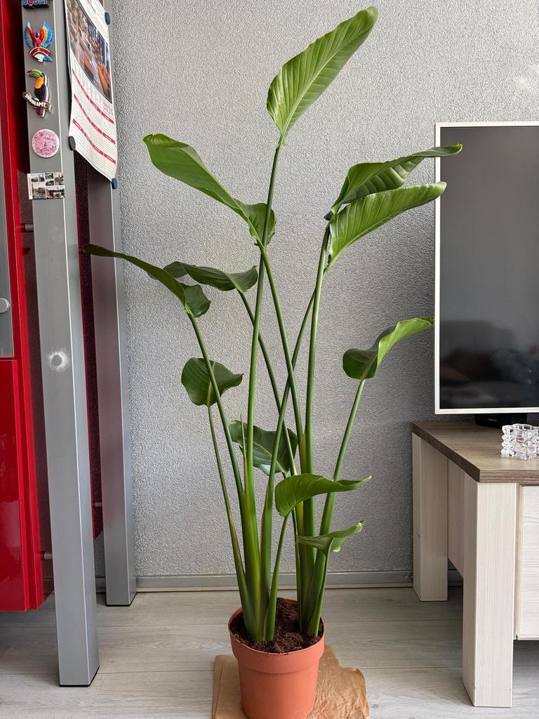 Strelitzia Nicolai, Huis en Inrichting, Kamerplanten, Ophalen, Halfschaduw, 150 tot 200 cm