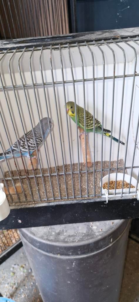 Grasparkiet split blackface, Dieren en Toebehoren, Meerdere dieren, Parkiet, Tam