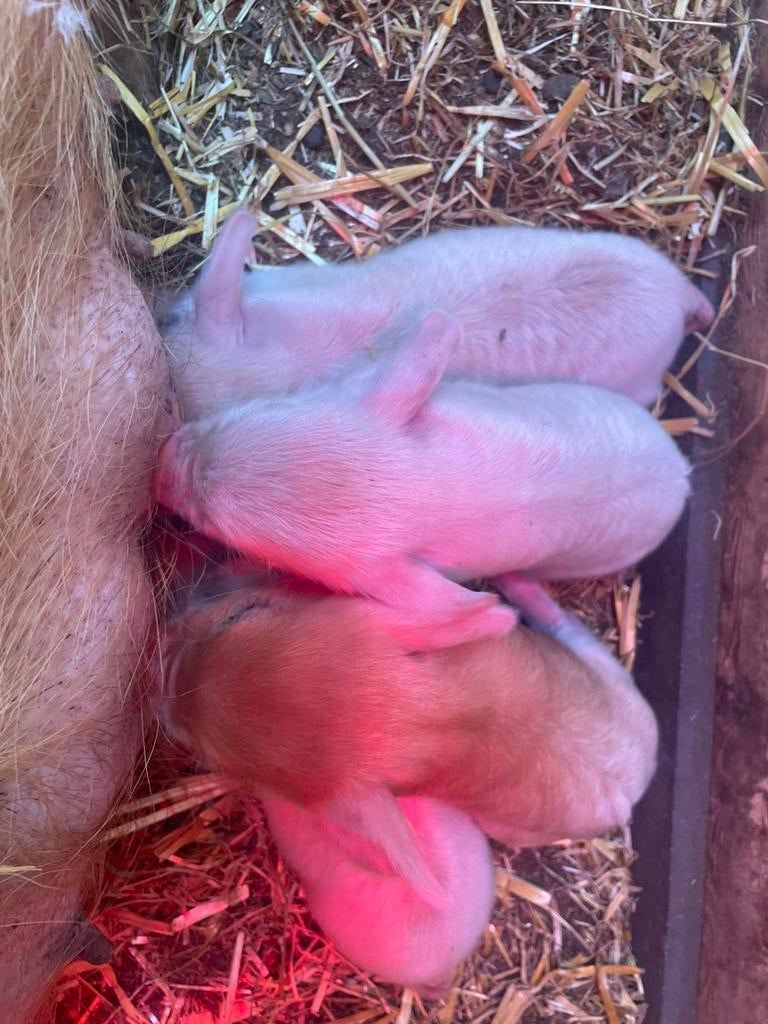 Te koop aangeboden Kune kune biggen, Dieren en Toebehoren, Schapen, Geiten en Varkens