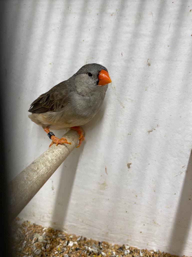 Zebravinken, Dieren en Toebehoren, Meerdere dieren, Tropenvogel, Geringd