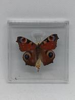 Vlinder Dagpauwoog / Aglias Io, Ophalen of Verzenden, Zo goed als nieuw, Insect, Opgezet dier