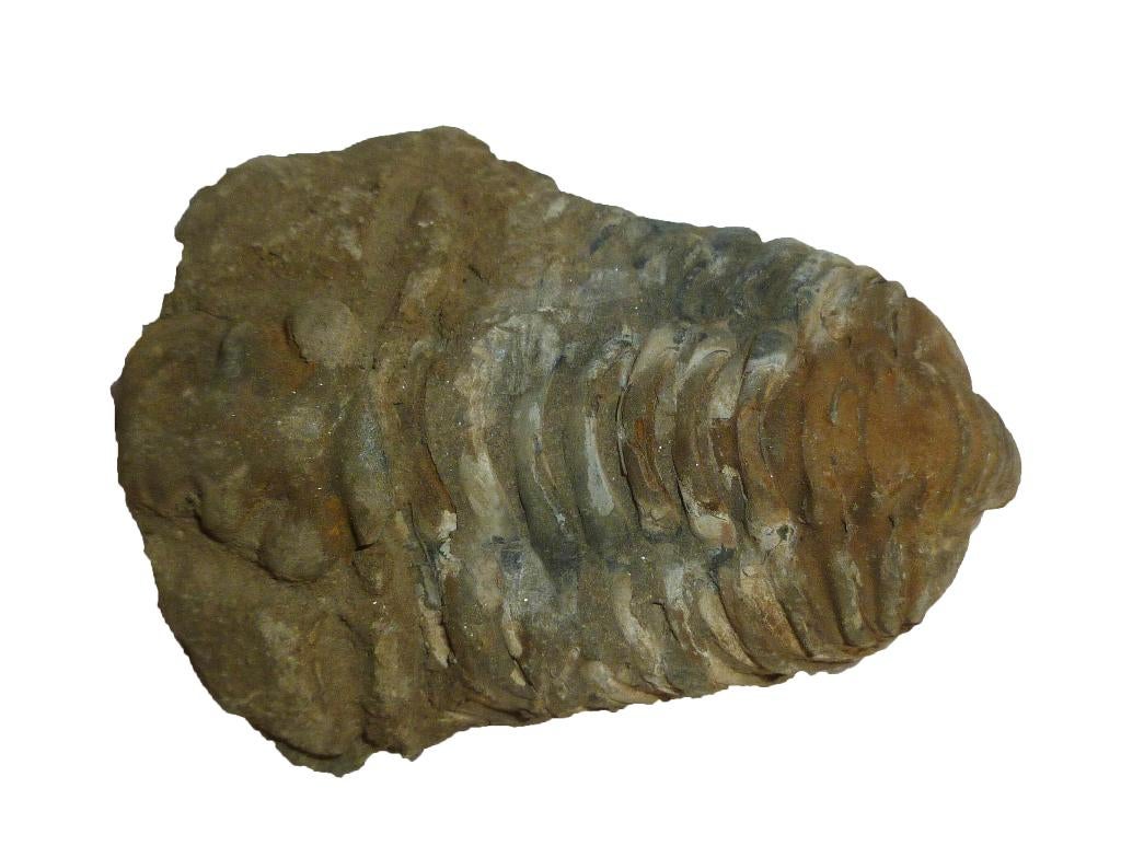 Trilobiet Circa 410 miljoen jaar oud 13960, Ophalen of Verzenden, Fossiel