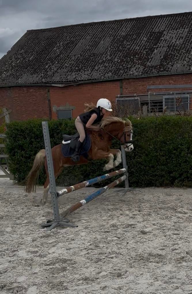 Super knappe springpony bixie pony kinder pony, Dieren en Toebehoren, Met stamboom, Ruin, Zadelmak, A pony (tot 1.17m)