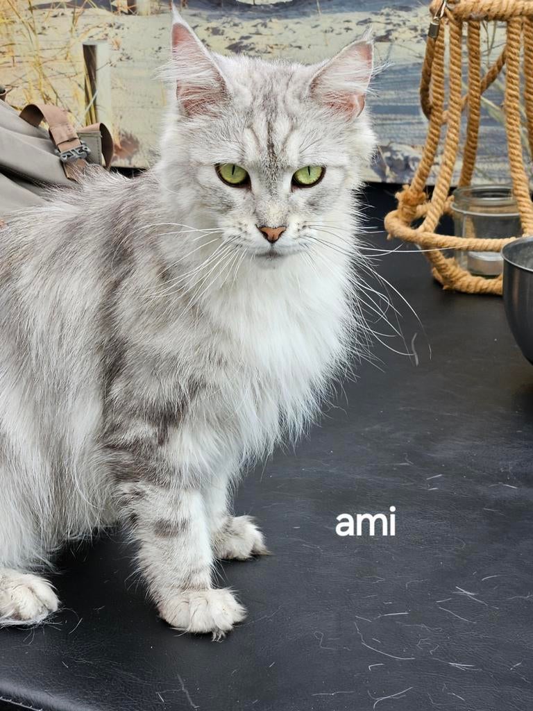 Maine Coon maatje., Dieren en Toebehoren, Katten en Kittens | Raskatten | Langhaar, Poes, Met stamboom