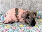 Skinny cavia, Dieren en Toebehoren, Cavia, Februari, Mannelijk, Tam