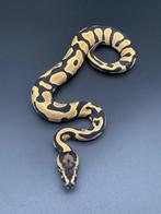 0.1 Leopard desert ghost 50% het pied python regius, Slang, 0 tot 2 jaar