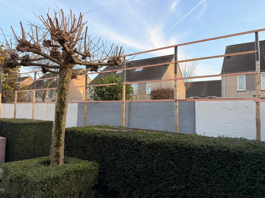 🌿 Maak van elke ruimte een groene beleving 🌿, Ophalen of Verzenden, Zo goed als nieuw