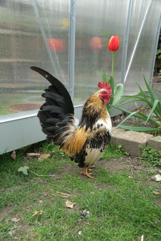 Serama haan Leo, Dieren en Toebehoren, Mannelijk, Kip