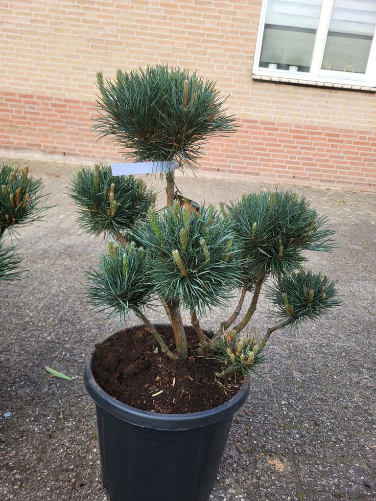 Pinus pon pon, Ophalen of Verzenden
