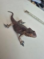 Plastic hagedis., Ophalen of Verzenden, Beeldje of Figuurtje