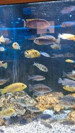 Malawi mix cichliden, Vis, Zoetwatervis, Schoolvis