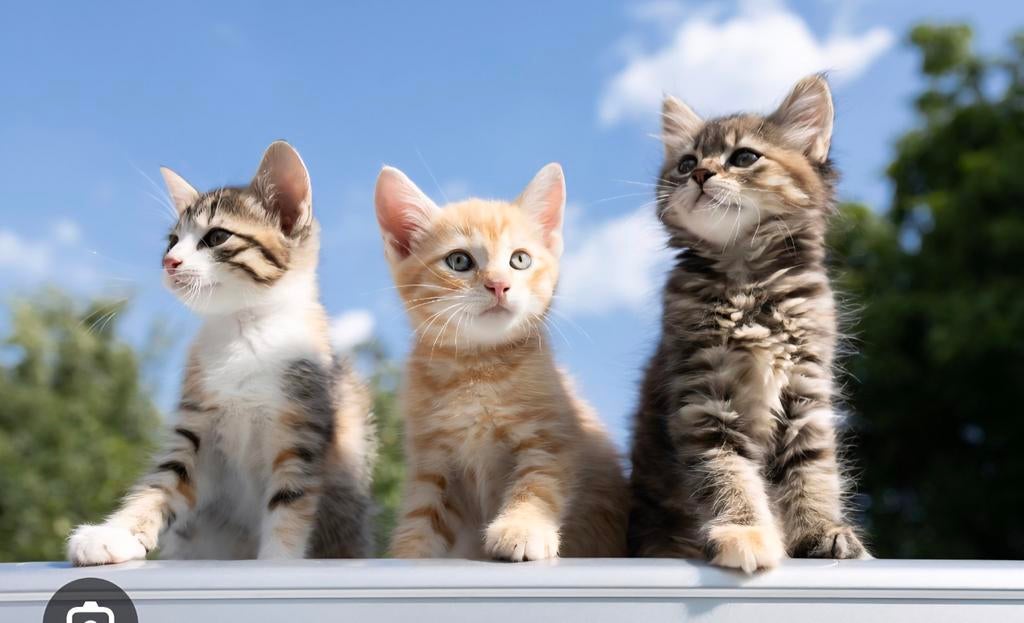 Gezocht kitten, Dieren en Toebehoren, Ophalen