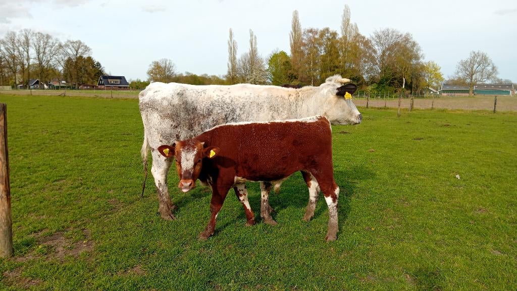 tekoop witrik zoogstel en ander vleesvee, Dieren en Toebehoren, Runderen, Vrouwelijk, 0 tot 2 jaar