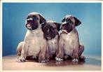 Voor het kind, drie boxers, Walter Chandoha, Verzenden, 1960 tot 1980, Gelopen, Hond of Kat
