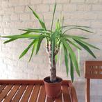 Yucca, Ophalen, Halfschaduw, Minder dan 100 cm, Yucca