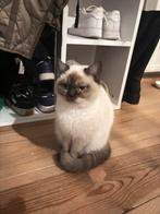 Briste korthaar te koop, Poes, Kortharig, 0 tot 2 jaar