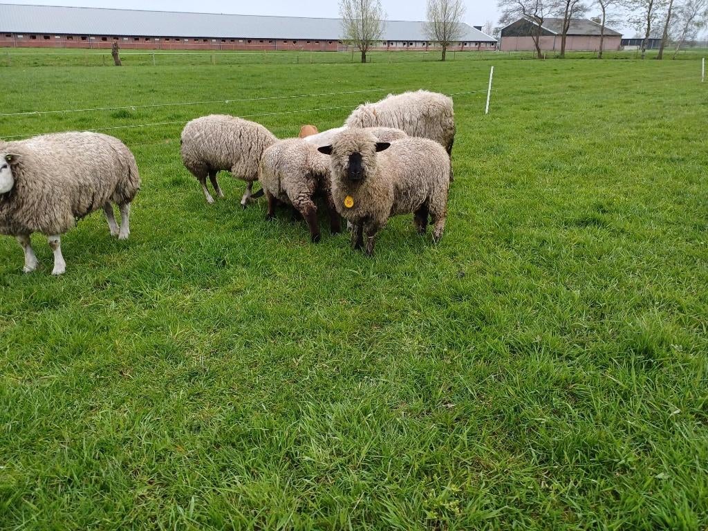 Hampshire down ooi 1 jaar, Vrouwelijk, Schaap, 0 tot 2 jaar