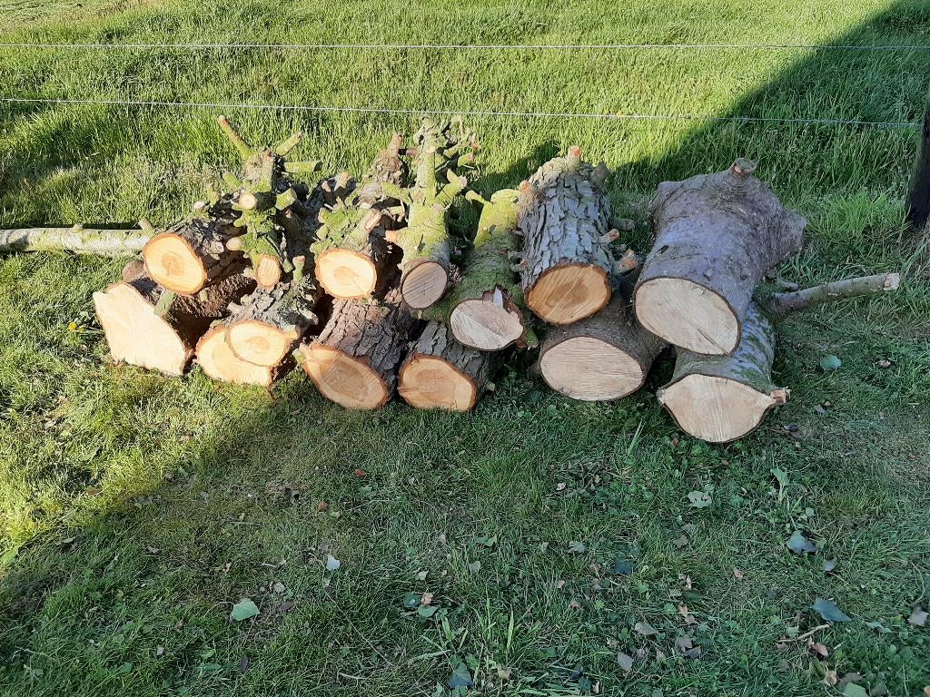 GRATIS Houtstronken voor vuurkorf. NIET voor houtkachel., Ophalen