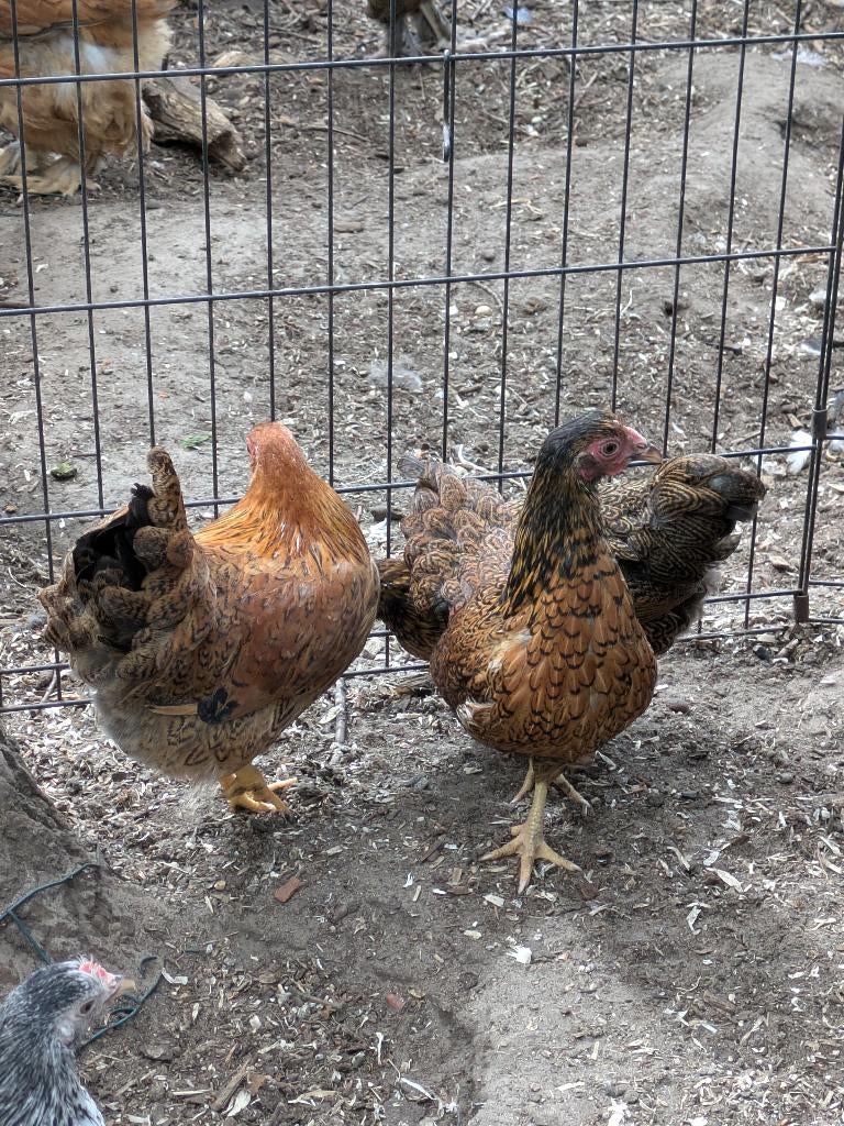 Wyandotte en cochin krielen, Meerdere dieren, Kip
