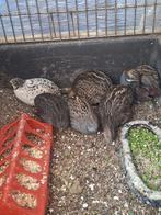 Mooie chinese kwartels, Dieren en Toebehoren, Pluimvee, Meerdere dieren, Overige soorten