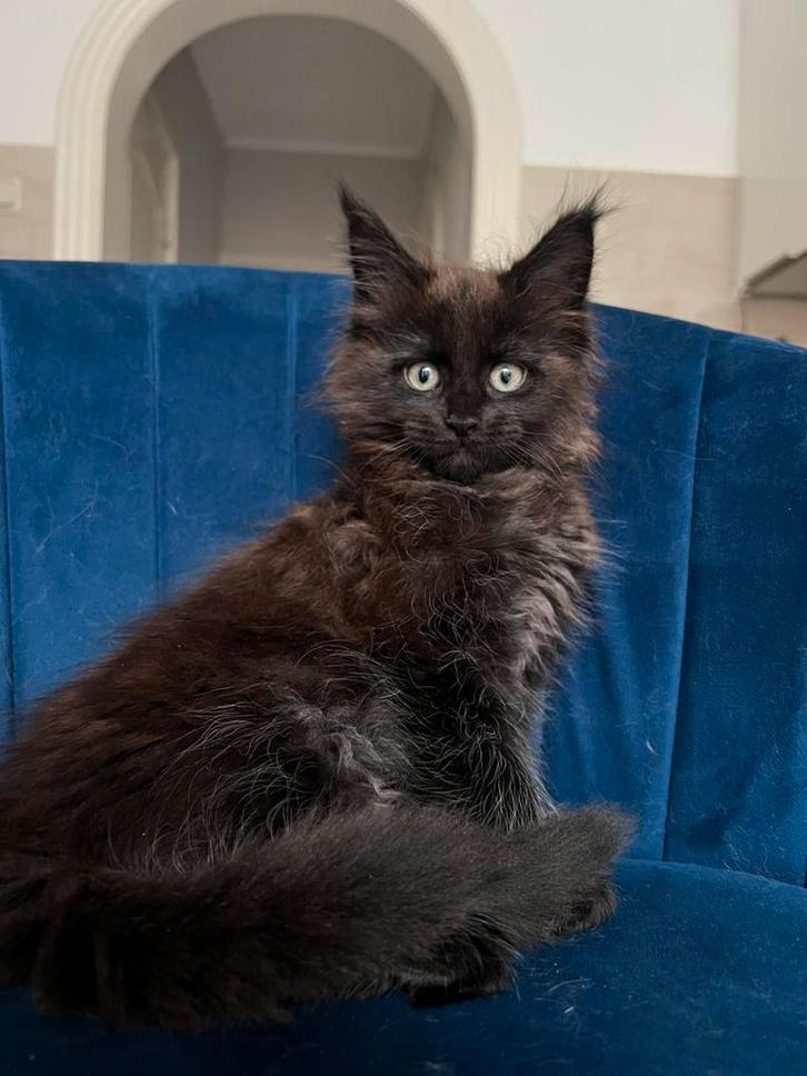 Laatse Maine coon kitten- zwarte poesje met stamboom., Dieren en Toebehoren, Katten en Kittens | Overige Katten, Langharig, Meerdere dieren