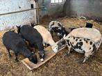6 schapen en 11 lammeren!, Dieren en Toebehoren, Meerdere dieren, Schaap