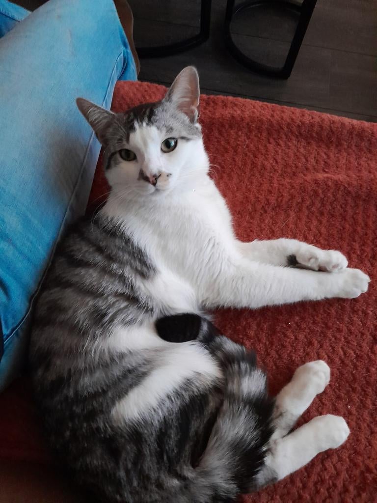 Kruising main coon/huiskat, Dieren en Toebehoren, Katten en Kittens | Raskatten | Korthaar, Kater, 0 tot 2 jaar, Gechipt, Ontwormd