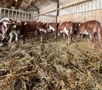 7 Verbeterde roodbont stieren, Mannelijk, 0 tot 2 jaar