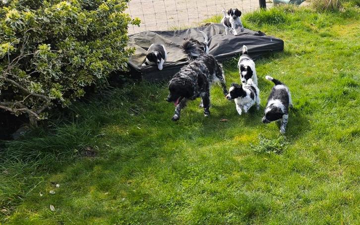 Onwijs leuke kruising Friese Stabij  Kooiker puppy's!, Dieren en Toebehoren, Honden | Retrievers, Spaniëls en Waterhonden, Meerdere dieren