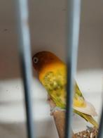 Agapornis  collies fischeri  liane personatas  en meer, Dieren en Toebehoren, Meerdere dieren, Dwergpapegaai of Agapornis, Geringd