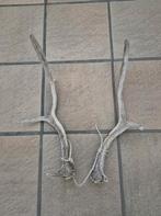 2kleine Damhert afwerp stangen set samen €19 jacht decoratie, Ophalen of Verzenden, Gebruikt, Hert, Gewei of Kop
