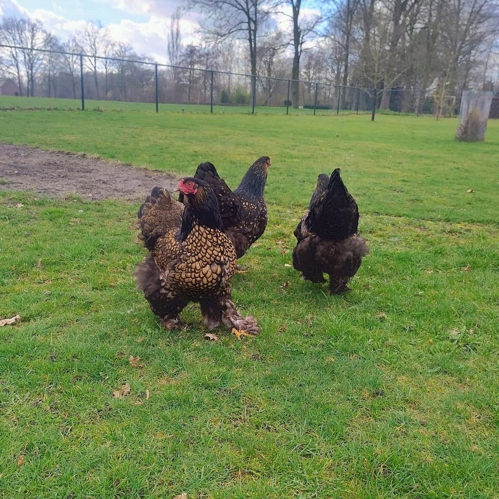 Brahma broedeieren Goud Zwart Gezoomd, Geslacht onbekend, Kip