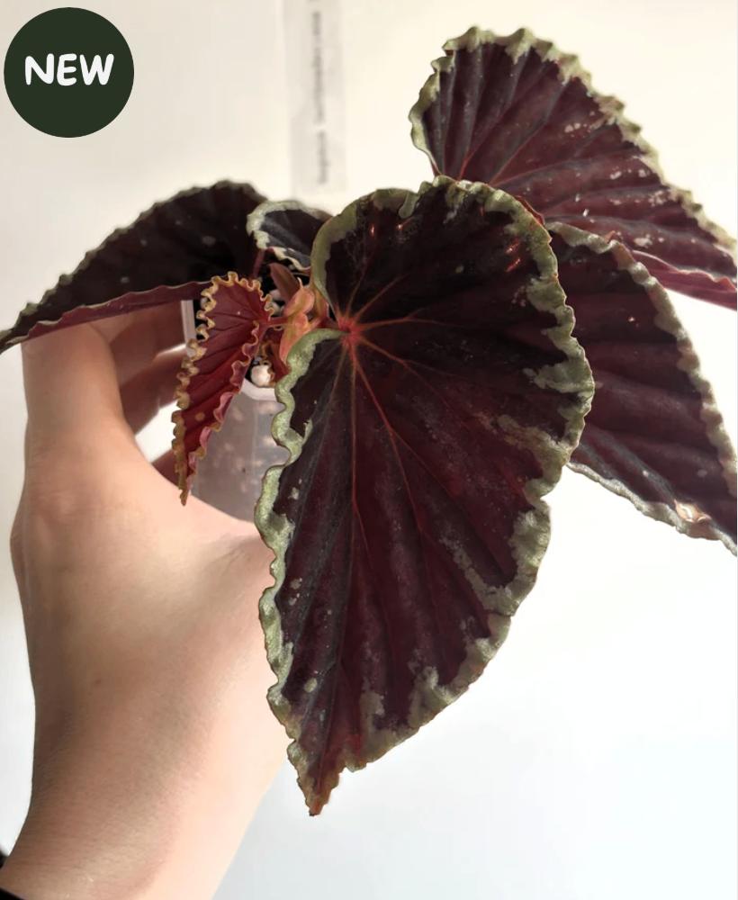 Begonia Darthvaderiana Green Spot, Ophalen of Verzenden, Halfschaduw, Minder dan 100 cm